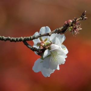 Sakurayama Park, Fujioka