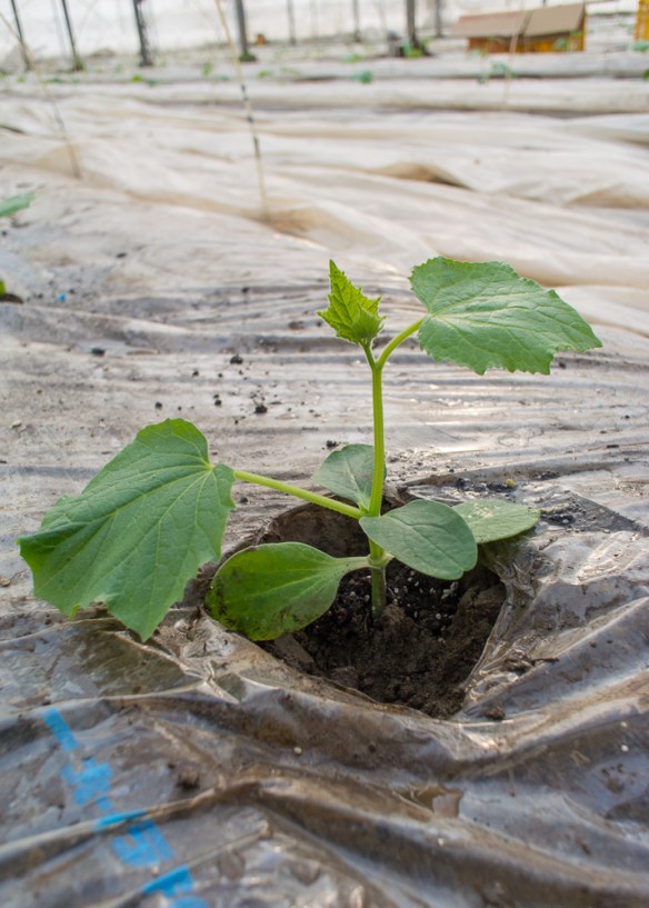 cucumber plant