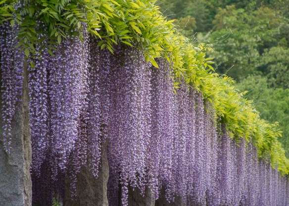 Fujioka Wisteria 1