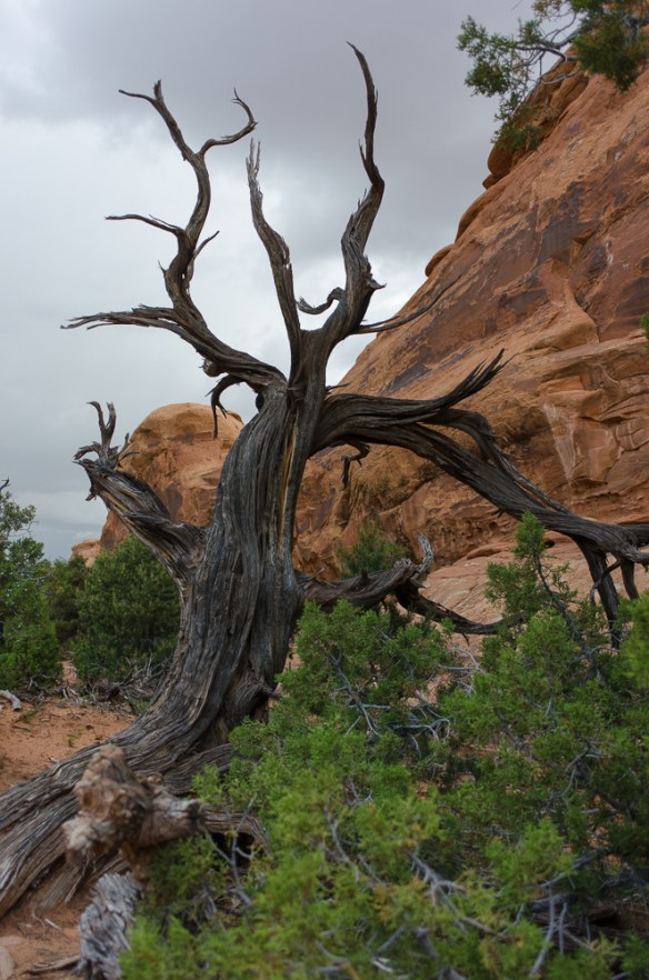 Arches National Park Tree