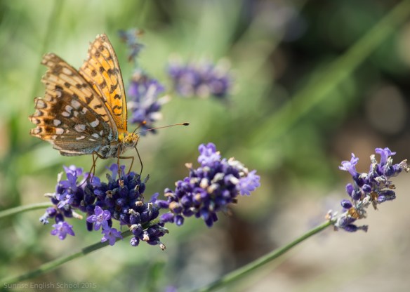 Butterfly Lavender