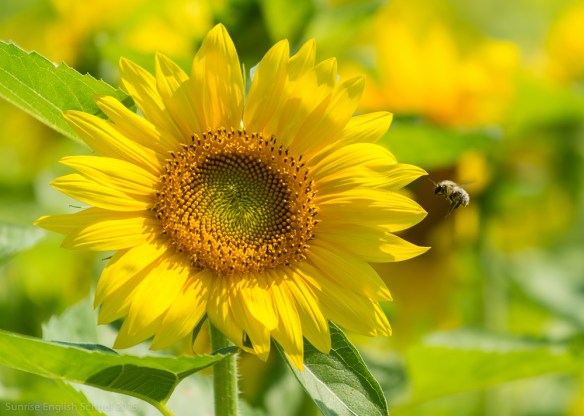 Sunflower and Bee