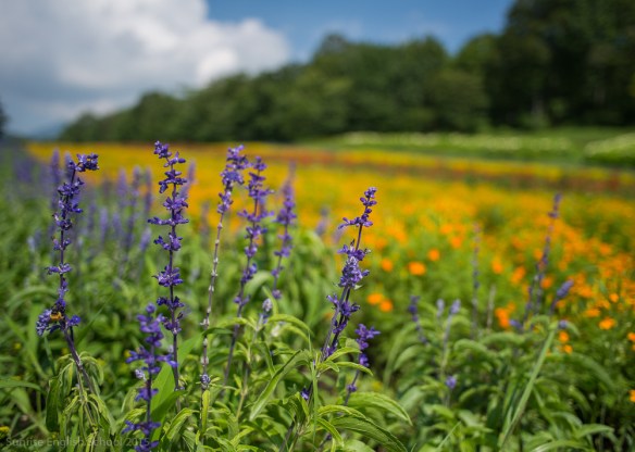 Tanbara Lavendar Flowers