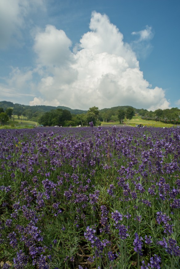Tanbara Lavender Clouds